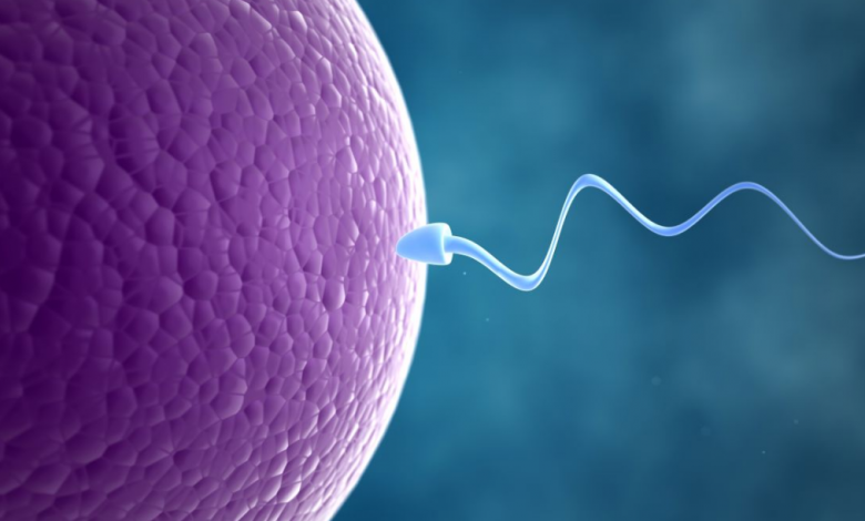 İnfertilite (Kısırlık) Tedavisi Sırasında Neler Yapılır1