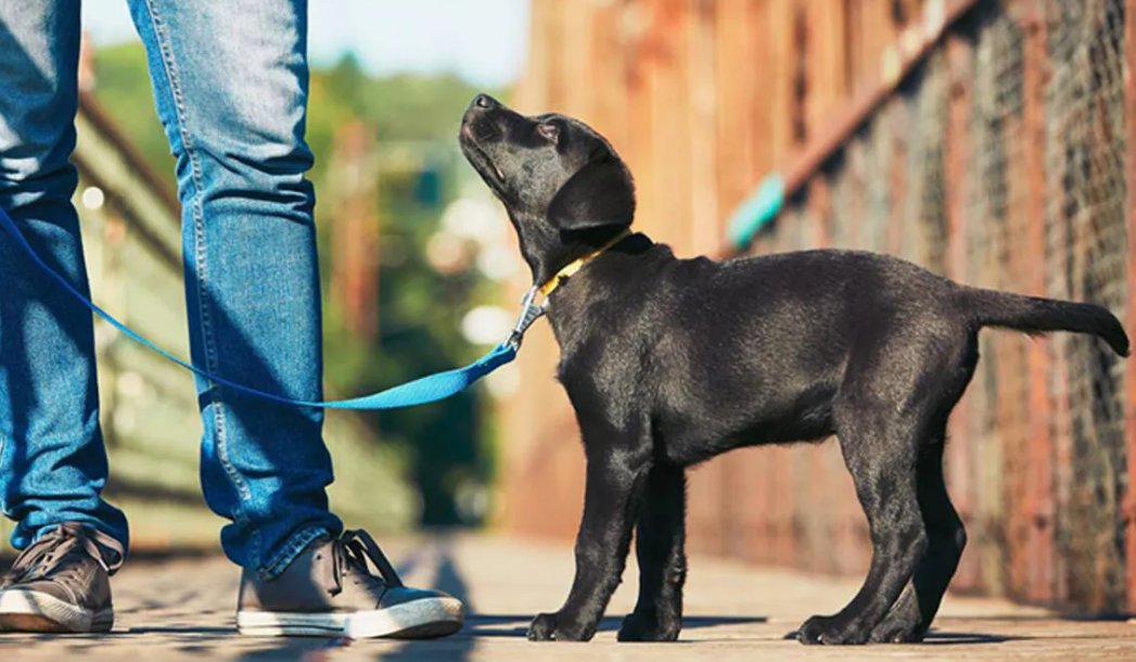 Köpek Eğitimi ve Bakımı Nasıl Yapılmalıdır1