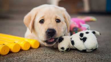 Köpek Eğitimi ve Bakımı Nasıl Yapılmalıdır1