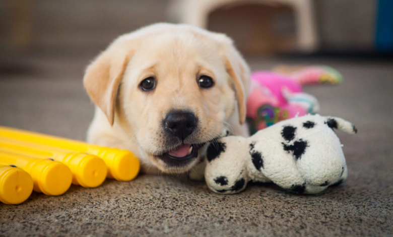 Köpek Eğitimi ve Bakımı Nasıl Yapılmalıdır1