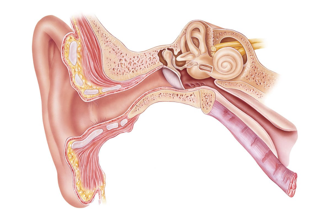 Orta Kulak İltihabı Belirtileri, Tedavisi ve Önlemler